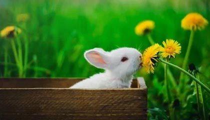 小区业主还原于朦胧坠楼细节：友人曾用衣物遮面，警方排除刑嫌